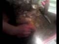 Raw Egg Shottt