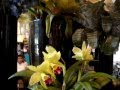 Four Seasons Hotel Bangkok's Saturday Bistro Buffet Lunch at Madison Restaurant - on Snowbiz247