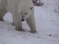 Polar Bears & Global Warming