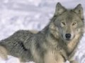 Wolves - I Am