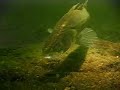 Snoekbaars