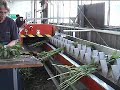 Bloemverwerkingmachine BTM T4100 Bloemverwerkingmachine BTM T4100