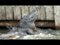 Gator Land, Orlando... View Video
