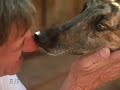 \"Dog Tales\" episode D-125 promo \"Dog Tales\" episode D-125 promo
