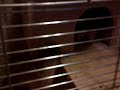 Dashhound Terry and chinchillas