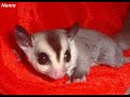 Our Sugargliders