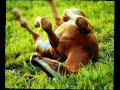 parodie � visionner apres celle appel�e 