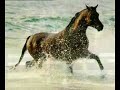 parodie � visionner apres celle appel�e 