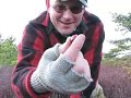 CapeCast for Nov. 28: Meet Johnny Cranberryseed!
