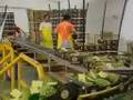 videos de Conflictos por contaminación de agua por piñeras