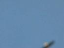 Bald eagle near Riverside Park Bald eagle near Riverside Park