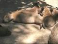 Hushabye, Capybara Babies