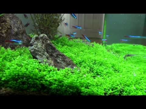 how to grow hc carpet