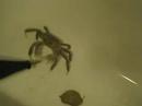 crab
