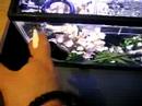 Fish Addicted to Liquidlife Fresh Water Food