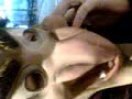 eaa nose