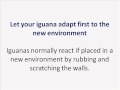 Build Iguana Cage
