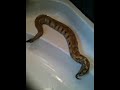 IMG_0212[1]