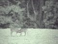 Big Wild Whitetail Bucks Fighting