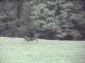 Big-Wild-Whitetail-B