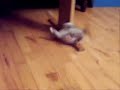 Isito the silly kitten Isito the silly kitten