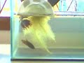My CrownTail Betta Spawning