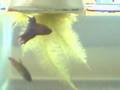 My CrownTail Betta Spawning