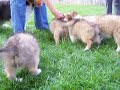 akc-cute-baby-puppy-sheltie-shetland-sheepdog-2.html