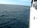 Whale Watching in Australia