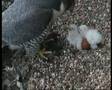 Derby Peregrine Falcon 7 - Feeding the Chicks
