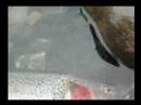 Rainbow trout Rainbow trout