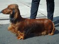 Dachshund / Teckel Puppies by Eduardo Durán Haedo Dachshund / Teckel Puppies by Eduardo Durán Haedo