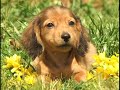 dachshund / teckel puppies by eduardo durán haedo