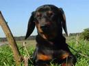 Dachshund / Teckel Puppies by Eduardo Durán Haedo