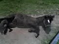 Tinner... our little teaser stallion