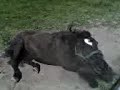 Tinner... our little teaser stallion
