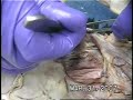 Cat Dissection Head and Neck Muscles Part 2