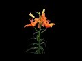Lilies on chromakey (front)