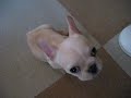 French Bulldog Puppy \"Fuku\" no.004 French Bulldog Puppy \"Fuku\" no.004
