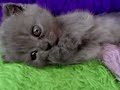 meow-meow scottish fold meow-meow scottish fold