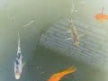life in a rain barrel life in a rain barrel