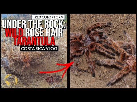 YouTube reptile video
