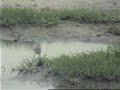 Wood Sandpiper Wood Sandpiper