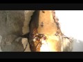 Dont Wait one Year to remove Bees