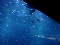 Dubai Mall Aquarium 1