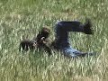 Random Shit Random Shit