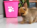 Jual Anjing Pomeranian Jual Anjing Pomeranian