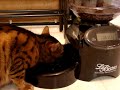 Bengal cat vs. Le Bistro cat food dispenser