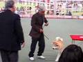 Akita Inu video
