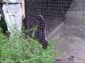 Ratel-2